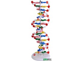 דגם DNA
